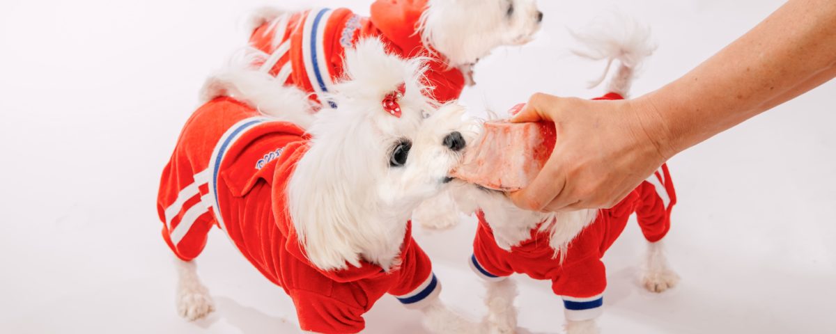 Alimentación del cachorro