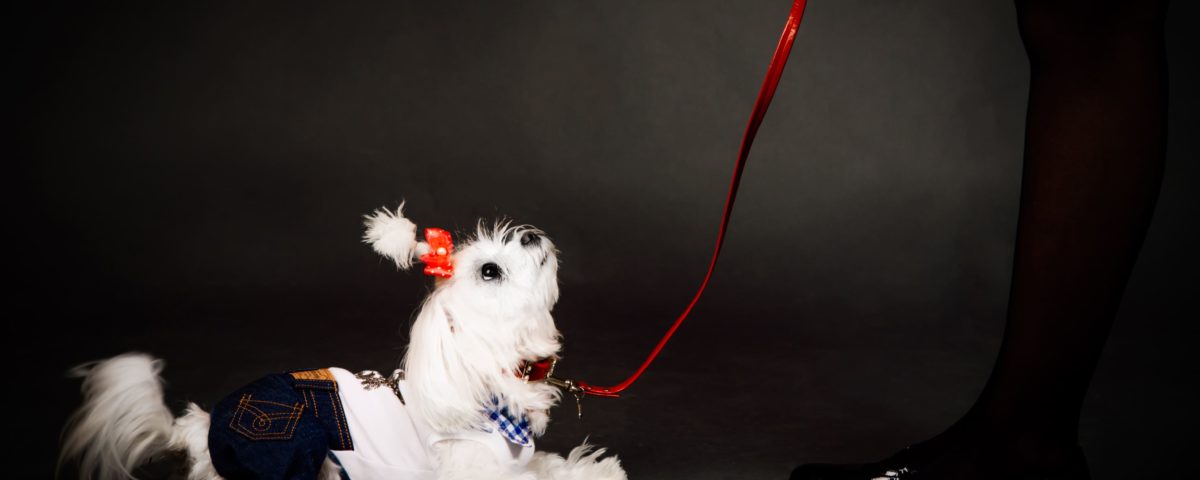 Cachorros huérfanos