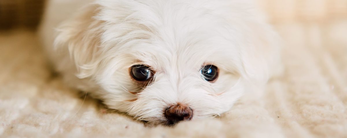 Cuidados de cachorro de bichón maltés recién nacido y de su madre