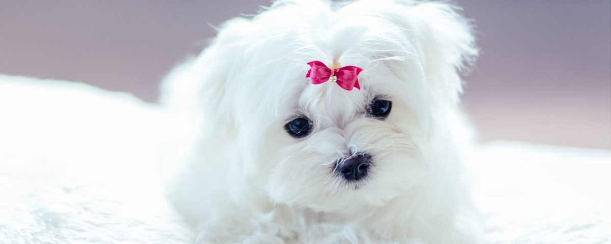 Destete del Bichón Maltés