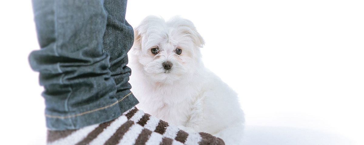 Cómo recibir a tu cachorro en casa de forma efectiva