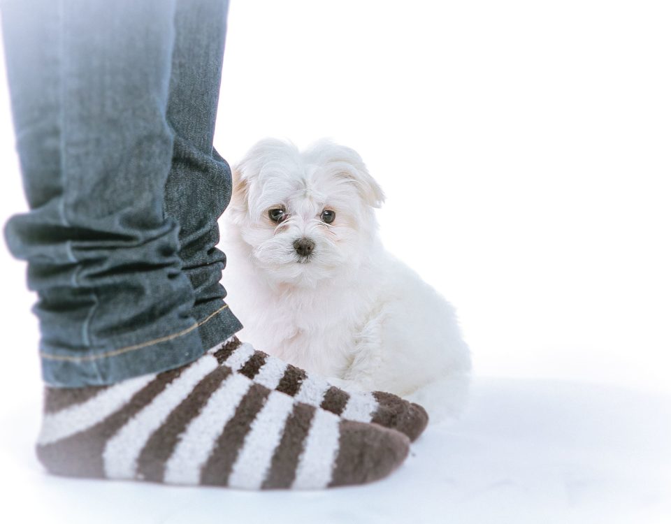 Cómo recibir a tu cachorro en casa de forma efectiva