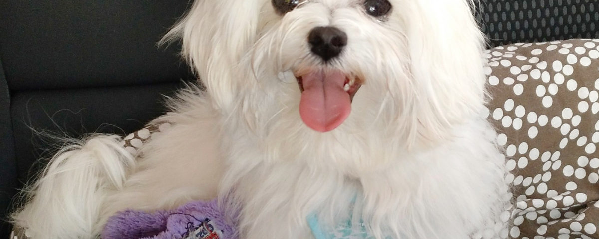 Zooterapia con animales