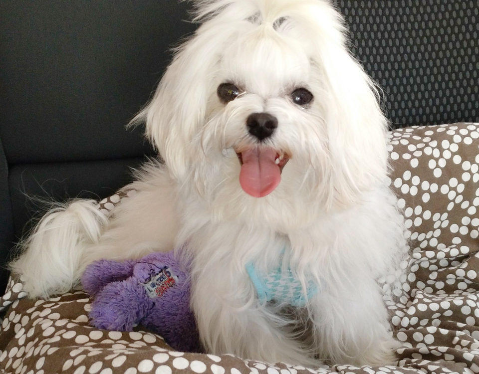 Zooterapia con animales