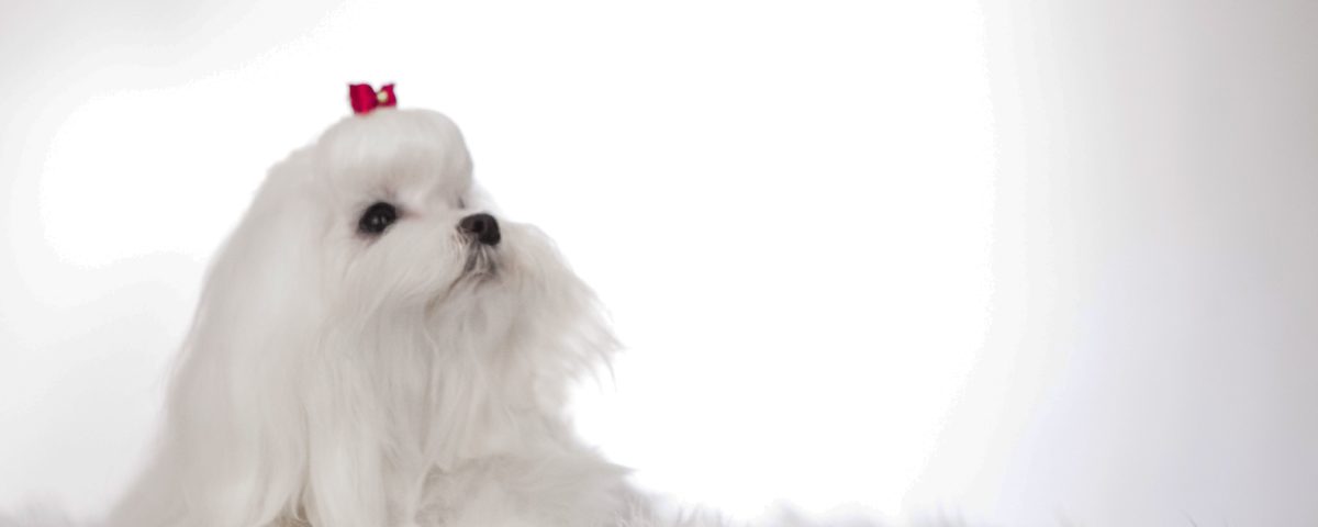 Educación canina mediante observación, límites y creación de hábitos