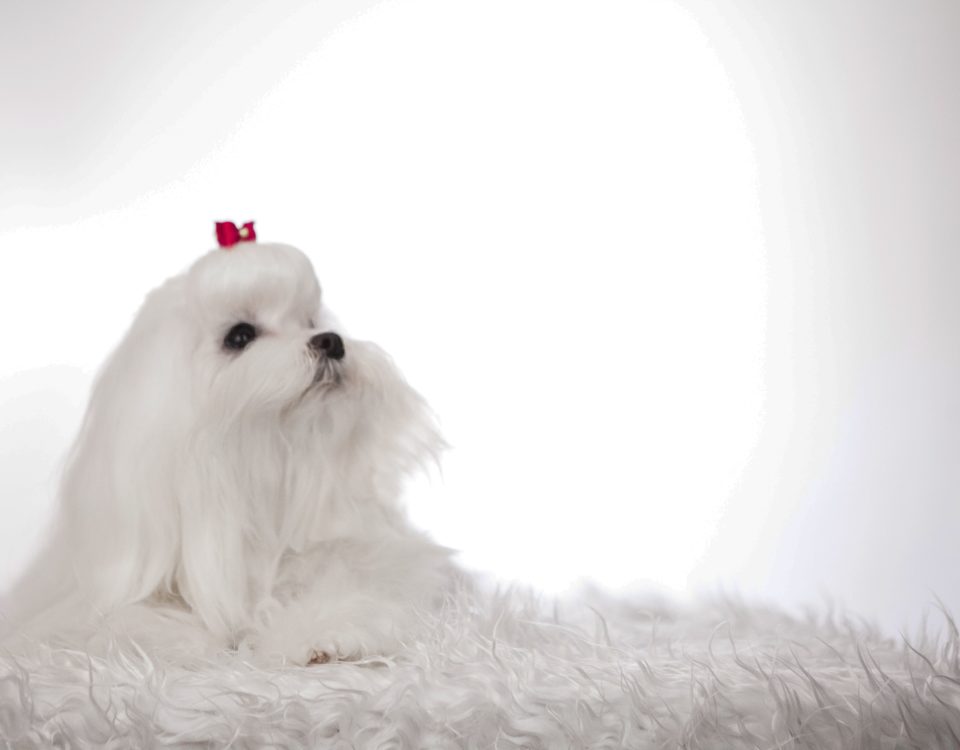 Educación canina mediante observación, límites y creación de hábitos