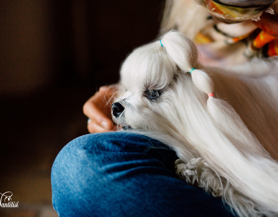 El adiestramiento de nuestros perros