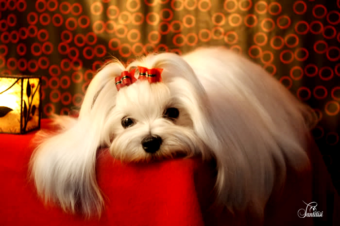 Orígenes del Bichón Maltés