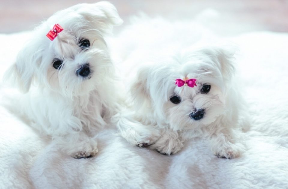 Un cachorro de Bichón Maltés, el compañero ideal para tu hogar