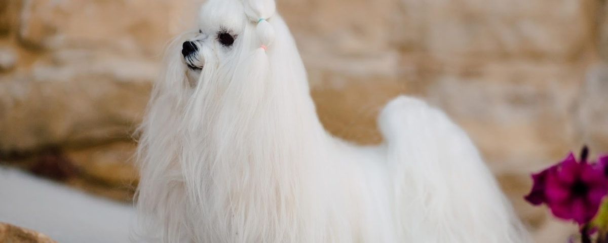 La importancia del perro de raza