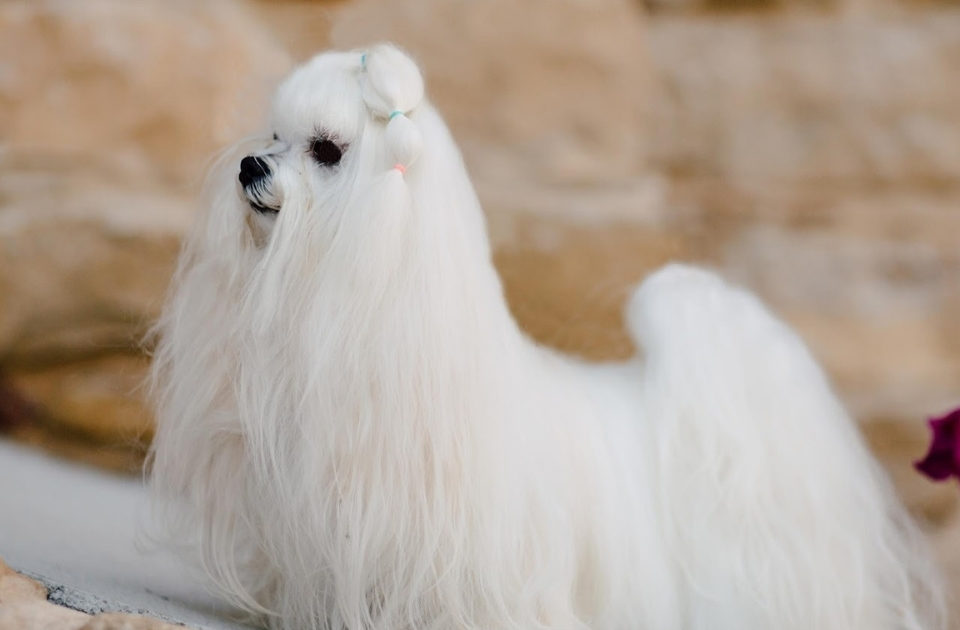 La importancia del perro de raza