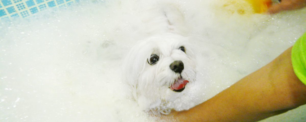 Baño para bichón maltés