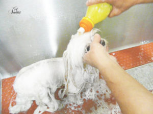 Baño para bichón maltés (2)