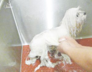 Baño para bichón maltés (3)