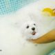 Baño para bichón maltés