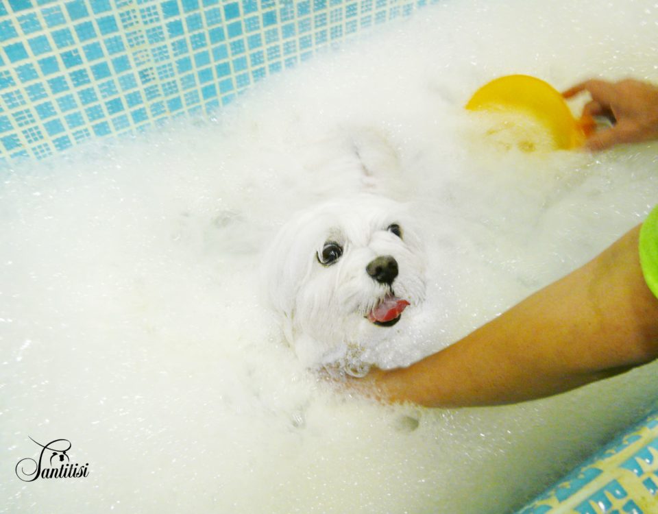 Baño para bichón maltés