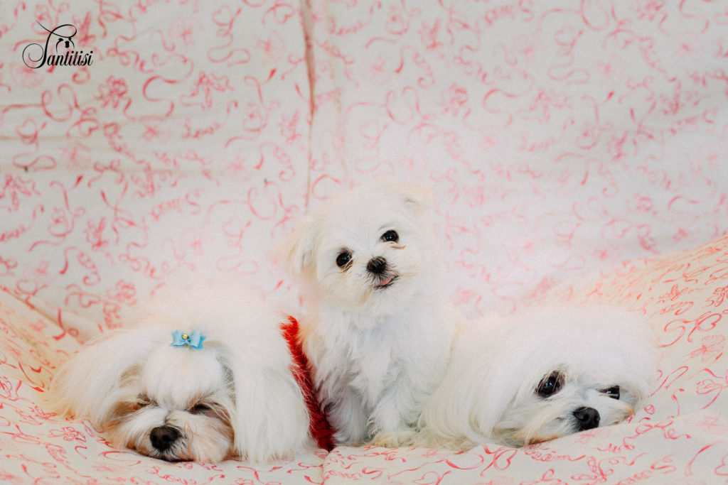Cachorros huérfanos (2)