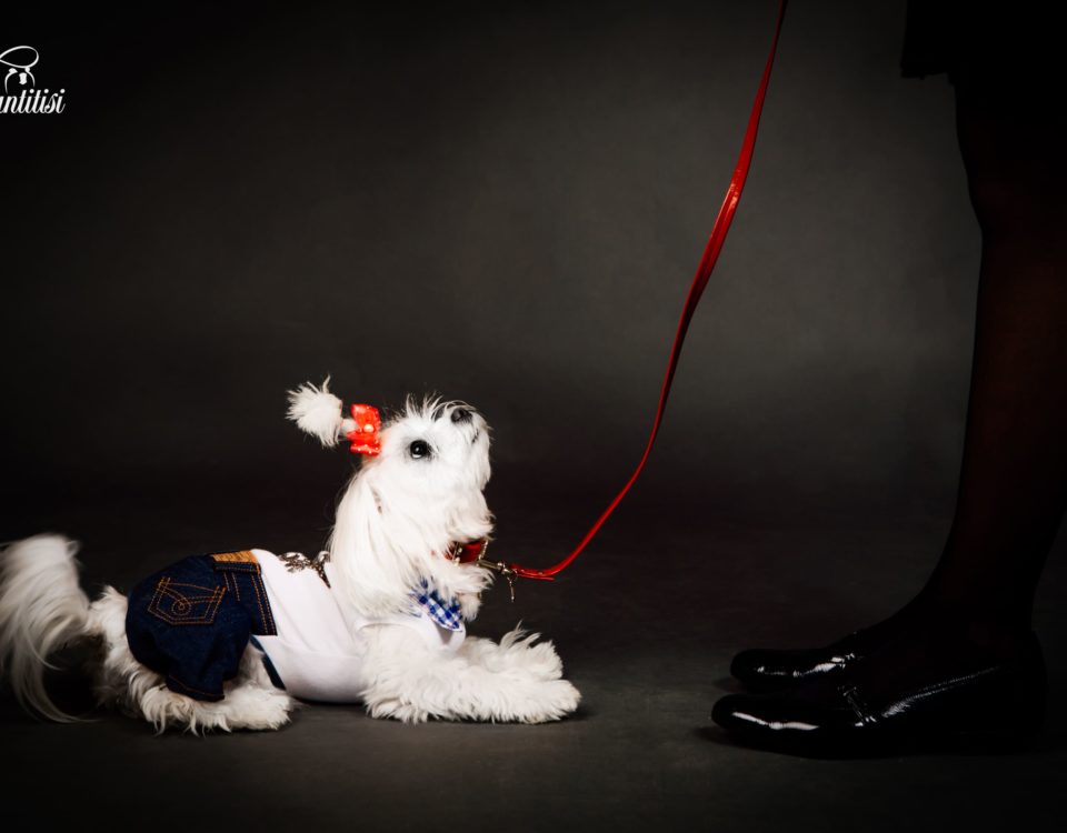 Cachorros huérfanos