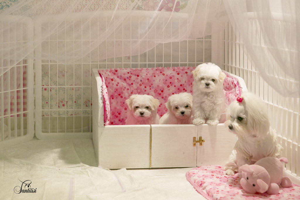 Cuidados de cachorro de bichón maltés recién nacido y de su madre (2)