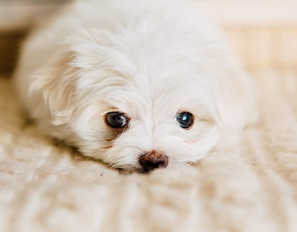 Cuidados de cachorro de bichón maltés recién nacido y de su madre