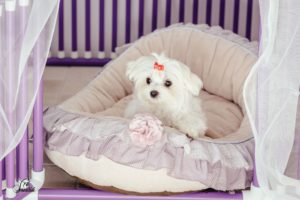 Destete del Bichón Maltés (2)