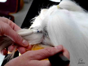 Limpieza del lagrimal del bichón maltés (3)