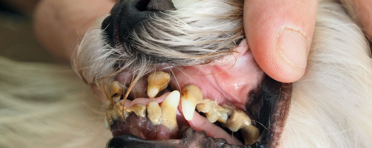 Limpieza dental del bichón maltés