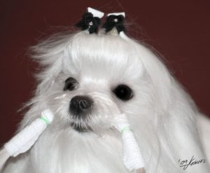 Limpieza dental del bichón maltés (2)