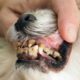 Limpieza dental del bichón maltés