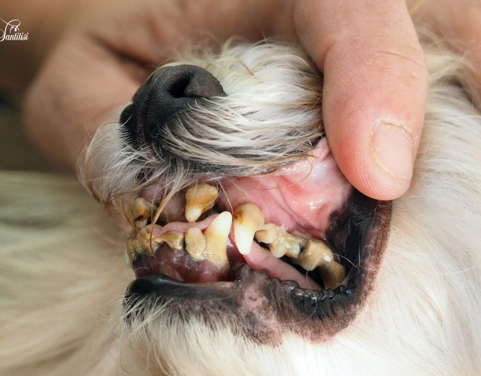 Limpieza dental del bichón maltés