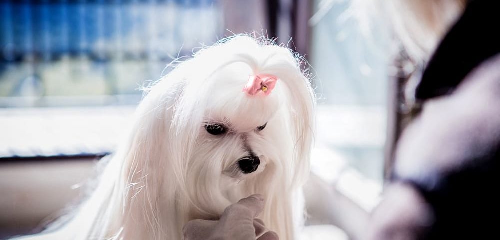 Secado de bichón maltés
