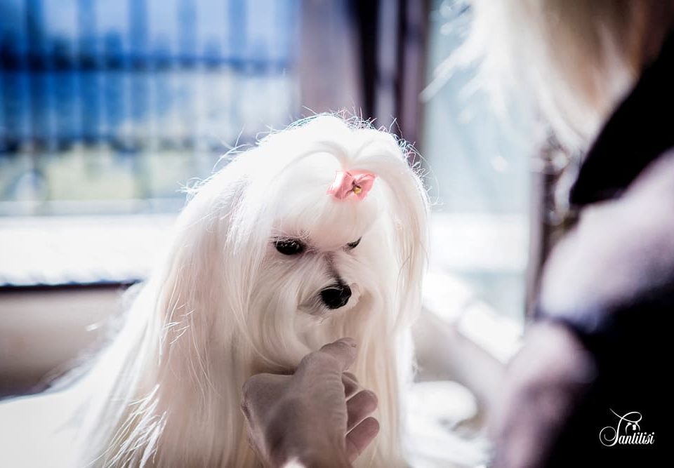 Secado de bichón maltés