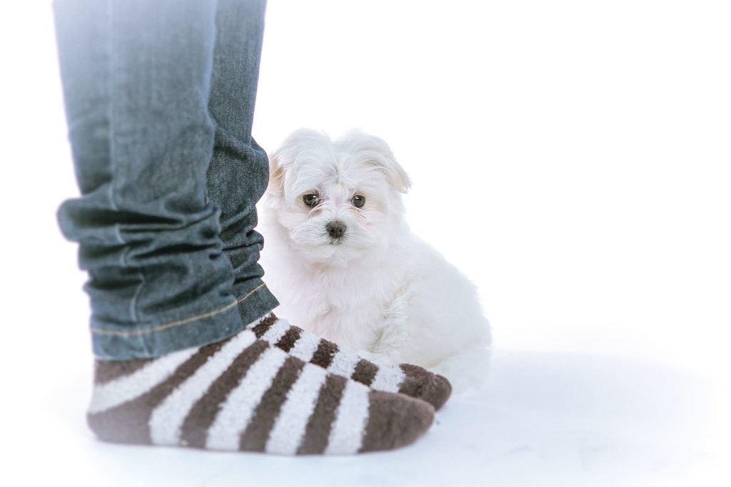 Compra de un cachorro de raza (2)