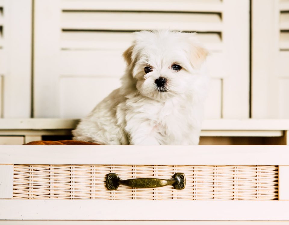 El Kennel