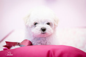 Cómo recibir a tu cachorro en casa de forma efectiva