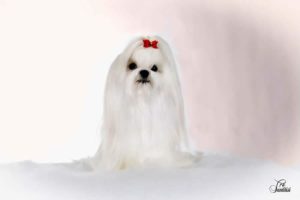 Selección del carácter bichon maltes (2)