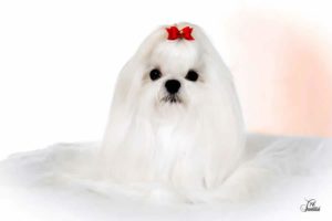 Selección del carácter bichon maltes (3)