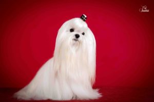 bichon maltes alimentacion 2