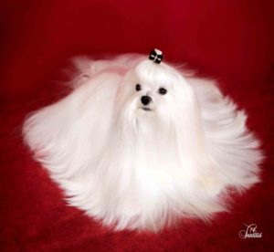 bichon maltes alimentacion 4