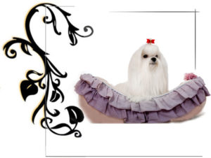 bichon maltes sarro y alimentacion