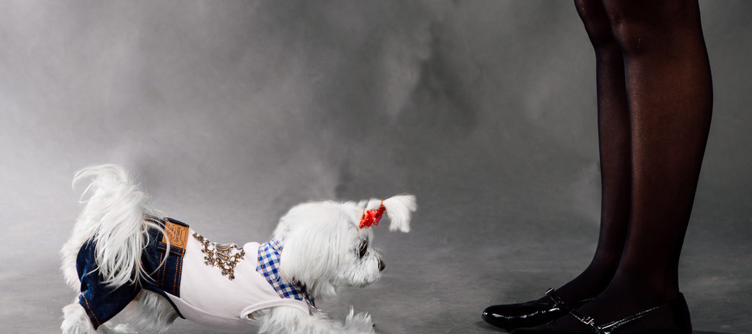 Cómo educar a nuestro perro