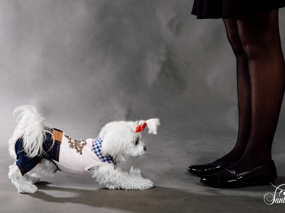 Cómo educar a nuestro perro