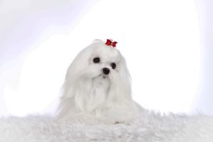Educación Bichon maltes 