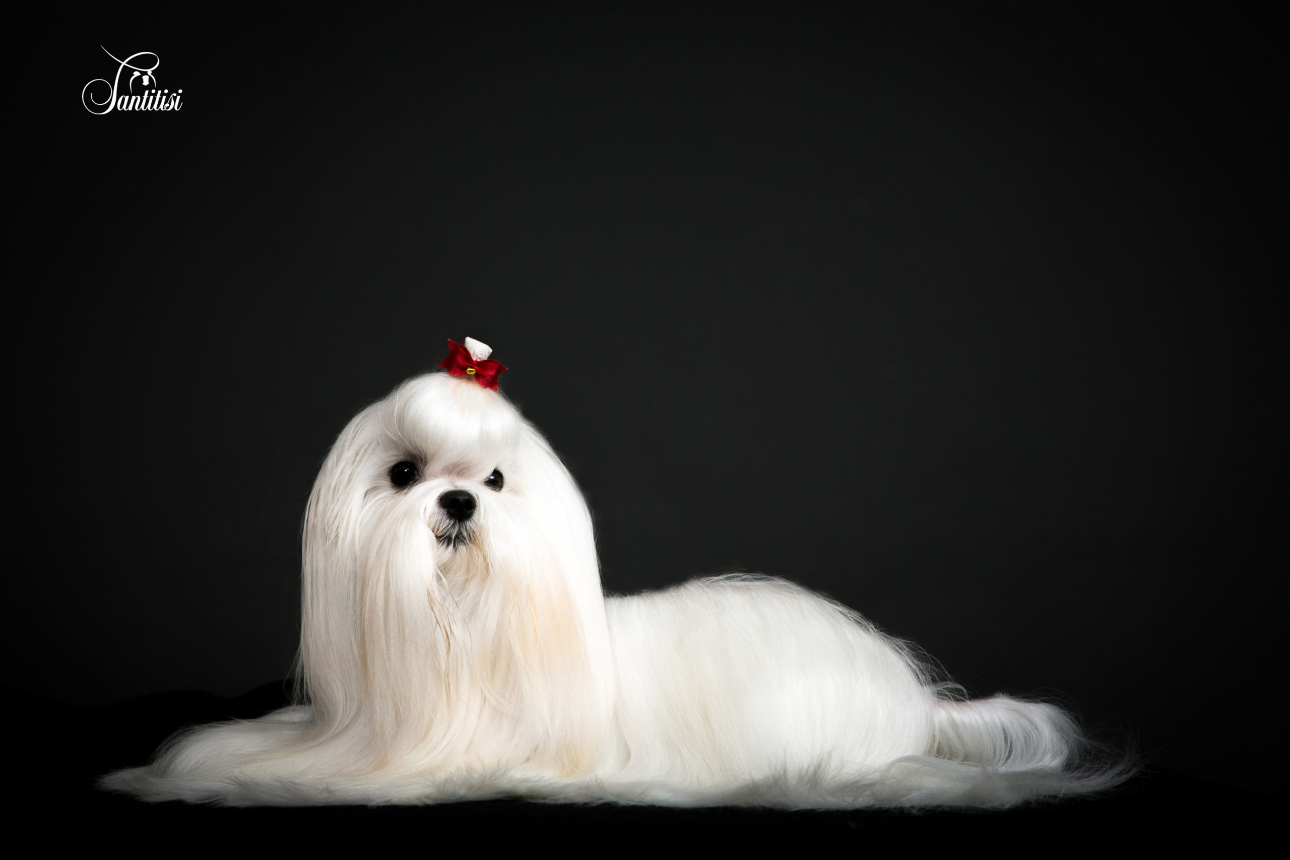 Orígenes del Bichón Maltés