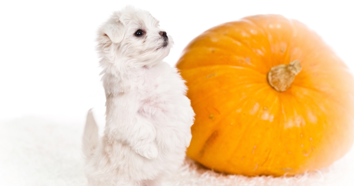 Un cachorro de Bichón Maltés, el compañero ideal para tu hogar