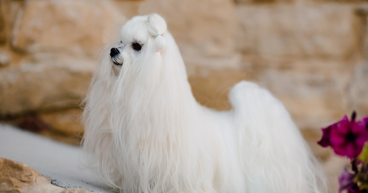 La importancia del perro de raza