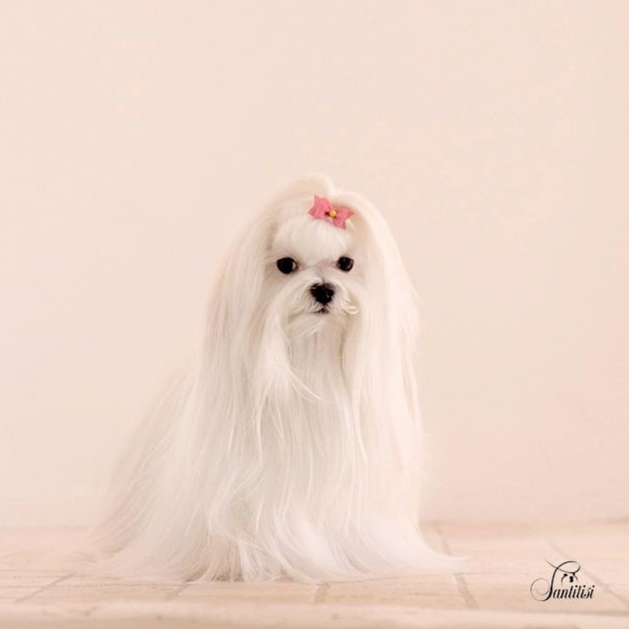 La importancia del perro de raza